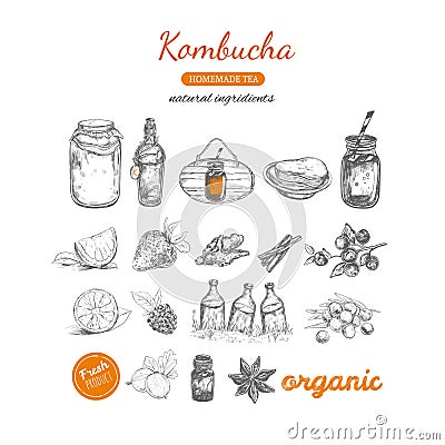 Kombucha homemade tea collection. Vector Illustration