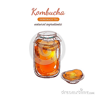 Kombucha homemade tea. Vector hand drawn illustration. Vector Illustration