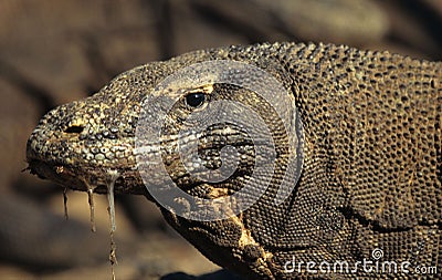 Komodo dragon Stock Photo