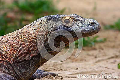 Komodo dragon Stock Photo