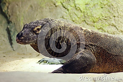 Komodo dragon, also known as the Komodo monitor, is a member of the monitor lizard family Varanidae that is endemic to the Stock Photo