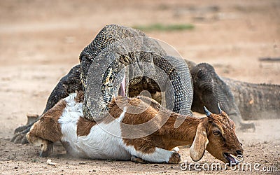 The Komodo dragon attacks the prey. Stock Photo