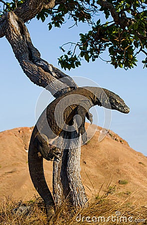 Komodo dragon climbed a tree. Very rare picture. Indonesia. Komodo National Park. Cartoon Illustration