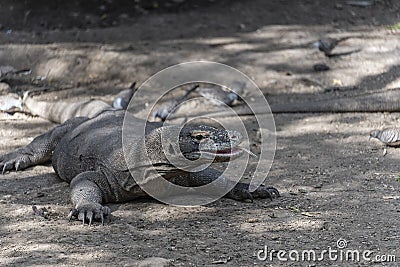 Komodo dragon lizard. Endemic wild predator. Hunting coldblooded aggressive dragon. Stock Photo