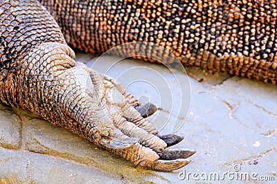 Komodo dragon foot Stock Photo