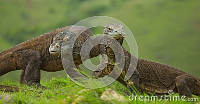 Komodo dragon is on the ground. Indonesia. Komodo National Park. Cartoon Illustration