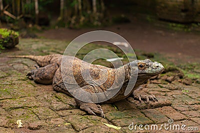 Komodo Dragon Stock Photo