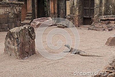 Komodo dragon Stock Photo