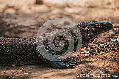 Komodo dragon. national park indonesia. flores. labuan bajo. fullhd video Stock Photo