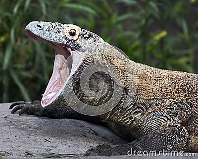 Komodo dragon Stock Photo