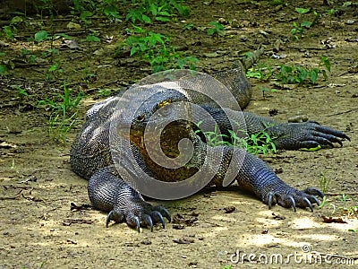 Komodo dragon with saliva. Stock Photo