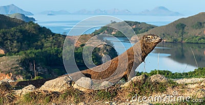 Komodo dragon, scientific name: Varanus komodoensis. Scenic view on the background, Natural habitat. Indonesia Stock Photo