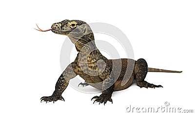 Komodo Dragon sticking the tongue out, isolated on white Stock Photo