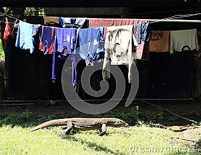Komodo dragon under loundry Stock Photo