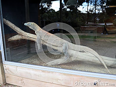 Komodo dragon (Varanus komodoensis) resting on a wooden log in a zoo : (pix Sanjiv Shukla) Stock Photo