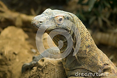 Komodo dragon Stock Photo