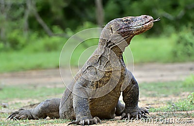 Komodo dragon Varanus komodoensis with the forked tongue sn Stock Photo