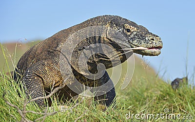 Komodo dragon Varanus komodoensis with the forked tongue sn Stock Photo