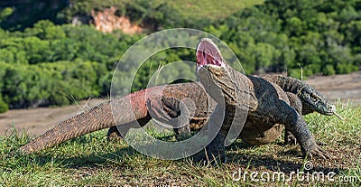 The Komodo dragon . Varanus komodoensis Stock Photo