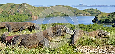 Komodo dragon Stock Photo