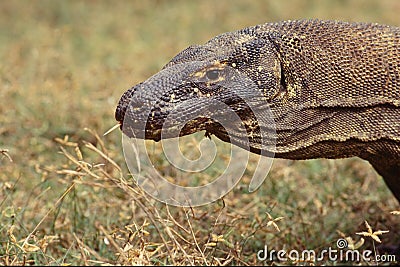 Komodo dragon, waran, monitor lizard, a dangerous reptile Stock Photo