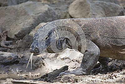 Komodo dragon in the wild Stock Photo