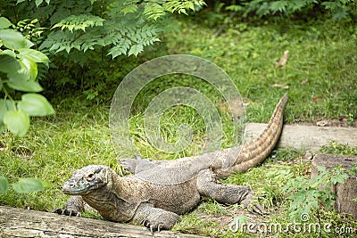 Komodo Dragon in Zoo Stock Photo