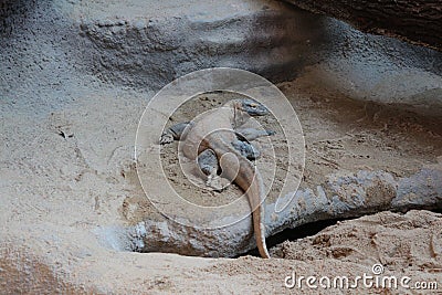 Komodo dragon at Zoo Praha Stock Photo