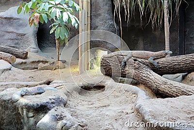 Komodo dragon at Zoo Praha Stock Photo