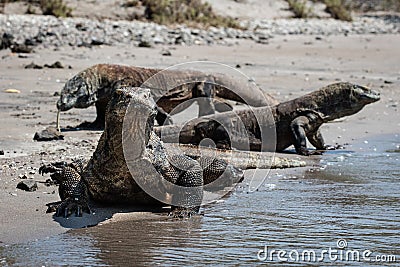 Komodo Dragons on Beach in Komodo National Park Stock Photo