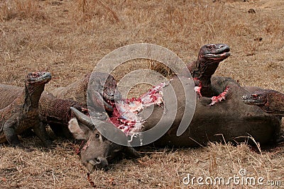 Komodo dragons eating wild buffalo Stock Photo