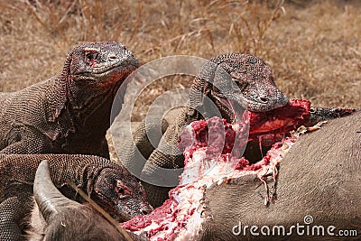 Komodo dragons eating wild buffalo Stock Photo