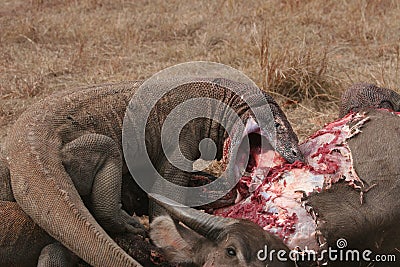 Komodo dragons eating wild buffalo Stock Photo