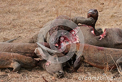 Komodo dragons eating wild buffalo Stock Photo