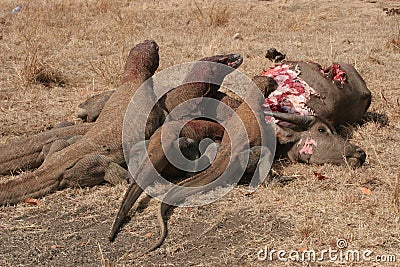 Komodo dragons eating wild buffalo Stock Photo