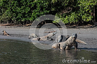 Komodo Dragons Stock Photo