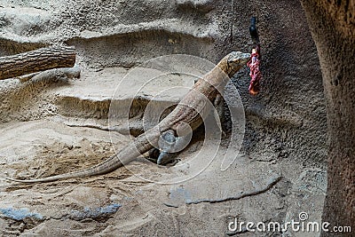 Komodo dragons lizard eating part of the hoofed animal. Stock Photo