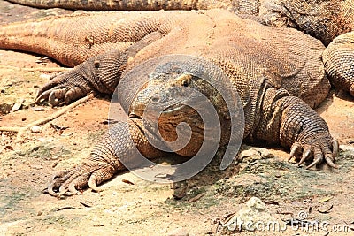 Komodo, Varanus Komodensis Indonesia Stock Photo