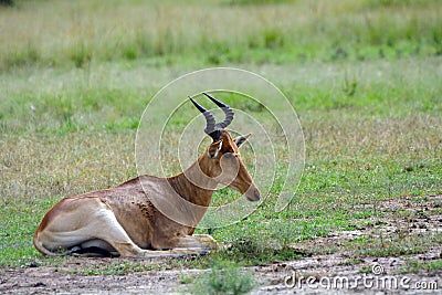 Kongoni, Maasai Mara Game Reserve, Kenya Stock Photo