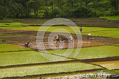 KONKAN, MAHARASHTRA, INDIA, June 2012, Farmers working in rice field during monsoon season Editorial Stock Photo