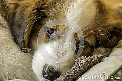 Kooiker dog pup, Small Dutch Waterfowl Dog. Stock Photo