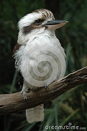 Kookaburra Stock Photo