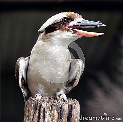 Kookaburra Stock Photo