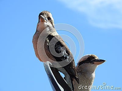 Kookaburra Australian Native Birds Close up clear blue background Stock Photo