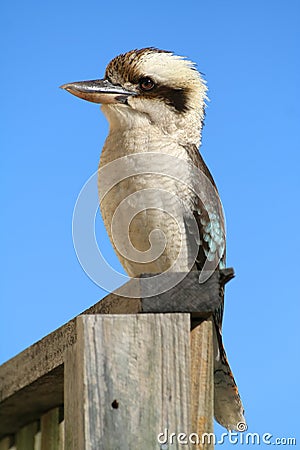 Kookaburra bird Stock Photo