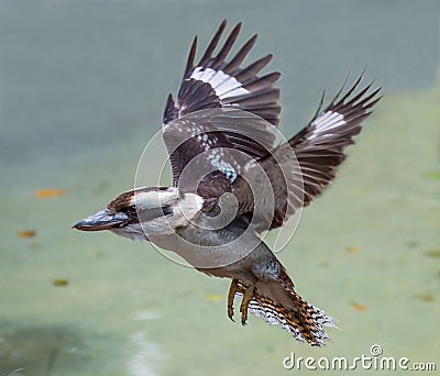 Kookaburra Bird in Flight Stock Photo