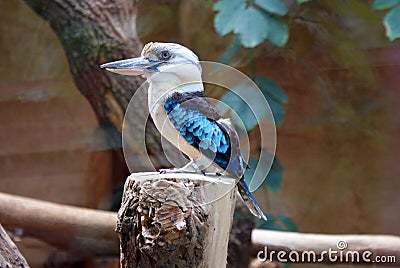 Kookaburra bird Stock Photo