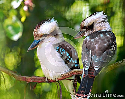 Kookaburra birds Stock Photo