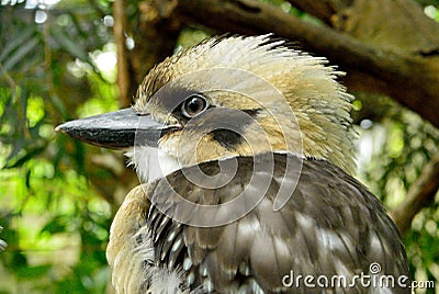 Kookaburra Genus Dacelo Stock Photo