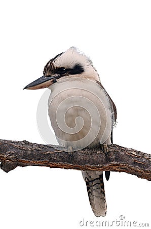 Kookaburra Isolated Stock Photo